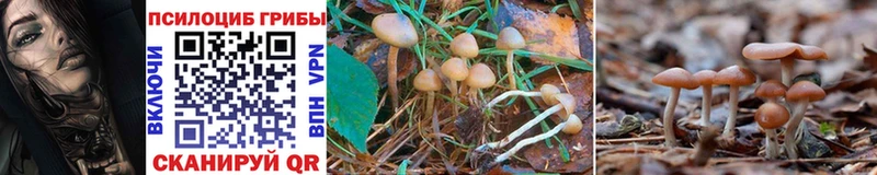 Псилоцибиновые грибы Psilocybe Озёрск